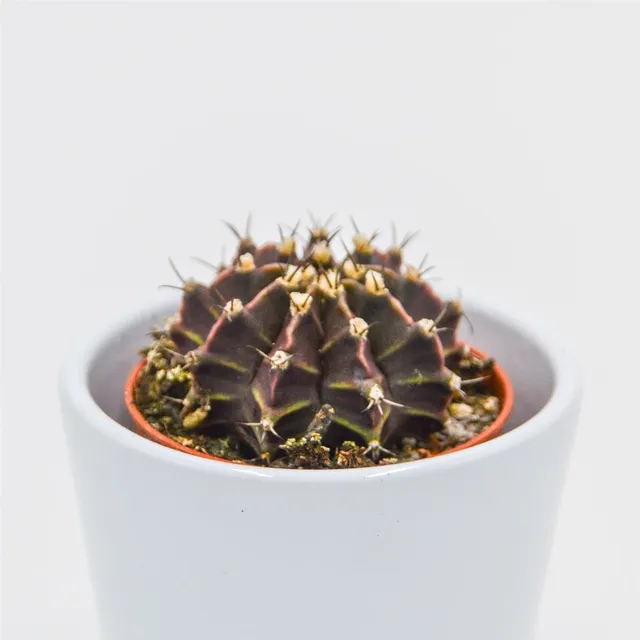 pasiora-gymnocalycium-friedrichii-kaktus-5-5-cm-topf image 1