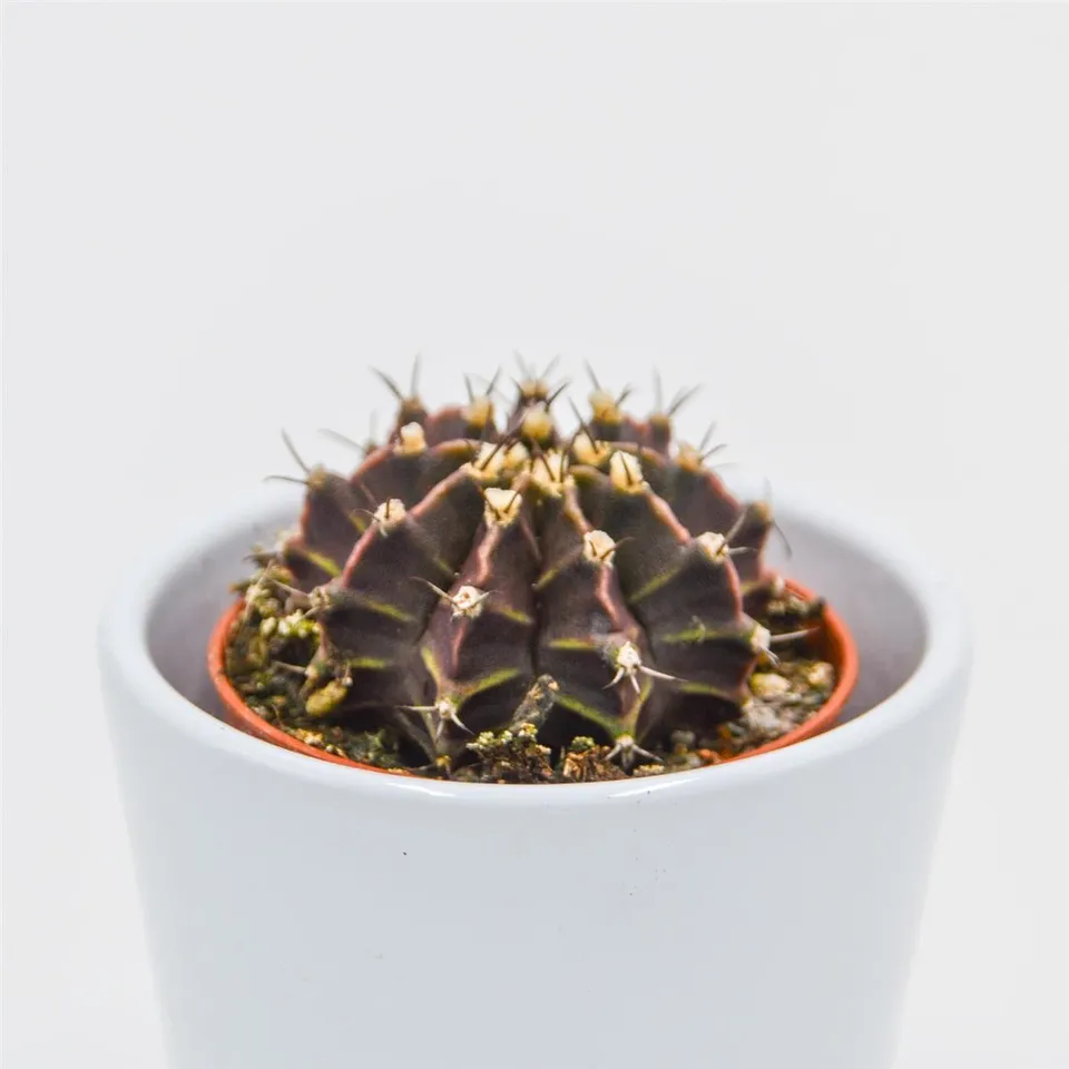 pasiora-gymnocalycium-friedrichii-kaktus-5-5-cm-topf image 1