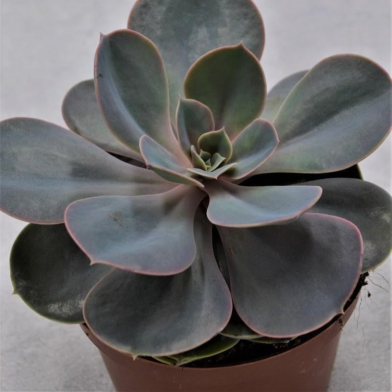 pasiora-echeveria-perle-von-n-rnberg-sukkulente-10-5cm image 1