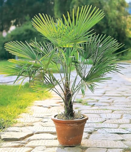 baldur-garten-winterharte-k-bel-palme-im-13-cm-topf image 4