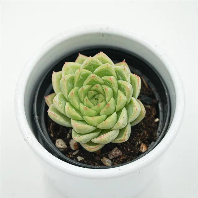 pasiora-echeveria-malgan-x-queen-sukkulente-6-cm-topf image 1
