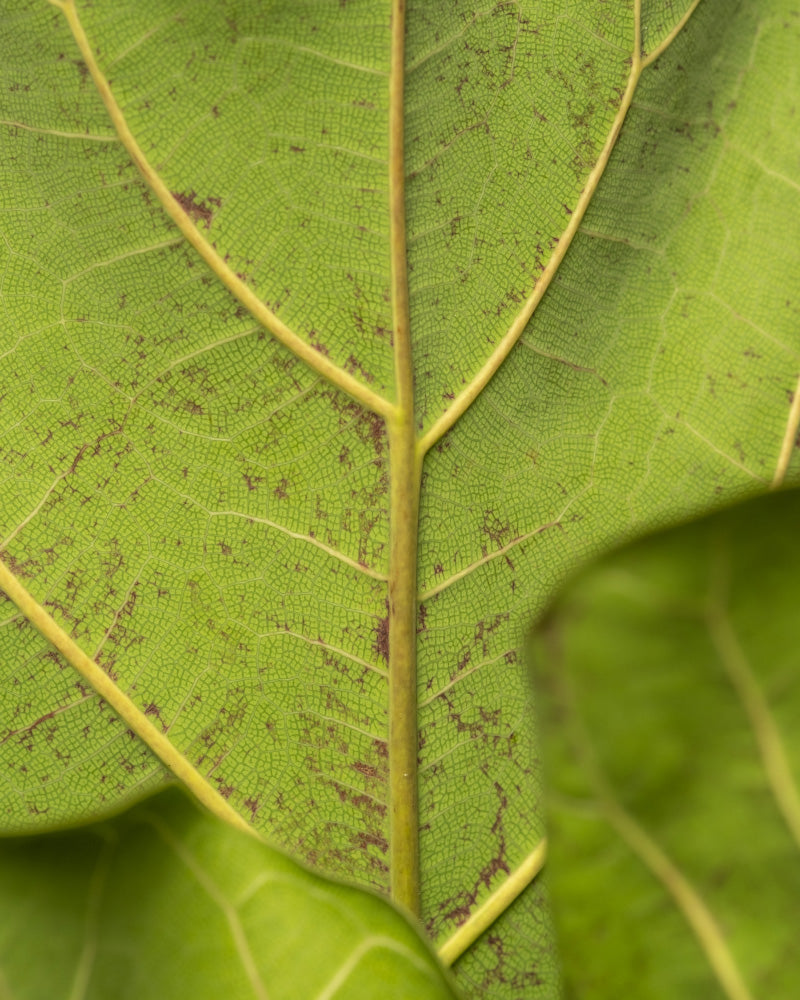 feey-geigenfeige-xl-ficus-lyrata-zimmerpflanze image 2