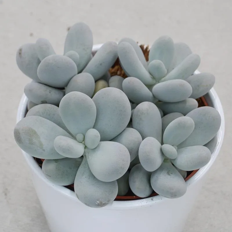 pasiora-pachyphytum-oviferum-sukkulente-mondstein-12cm image 1