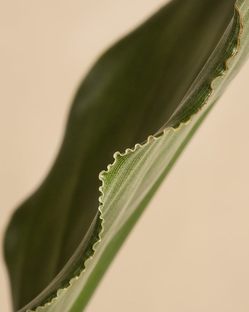 feey-strelitzia-reginae-paradiesvogelblume-mittel image 2