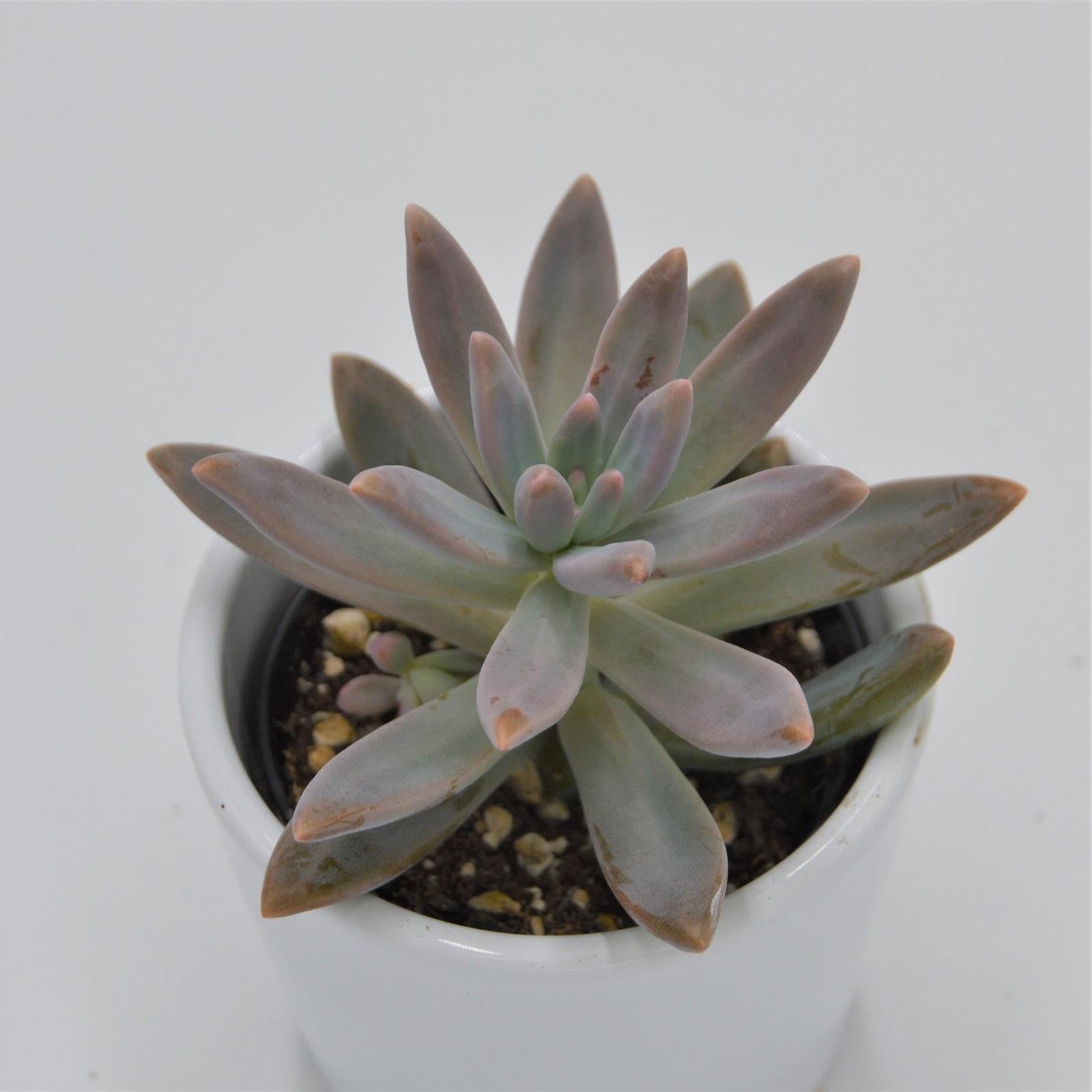 pasiora-graptosedum-francesco-baldi-sukkulente-6cm-topf image 2