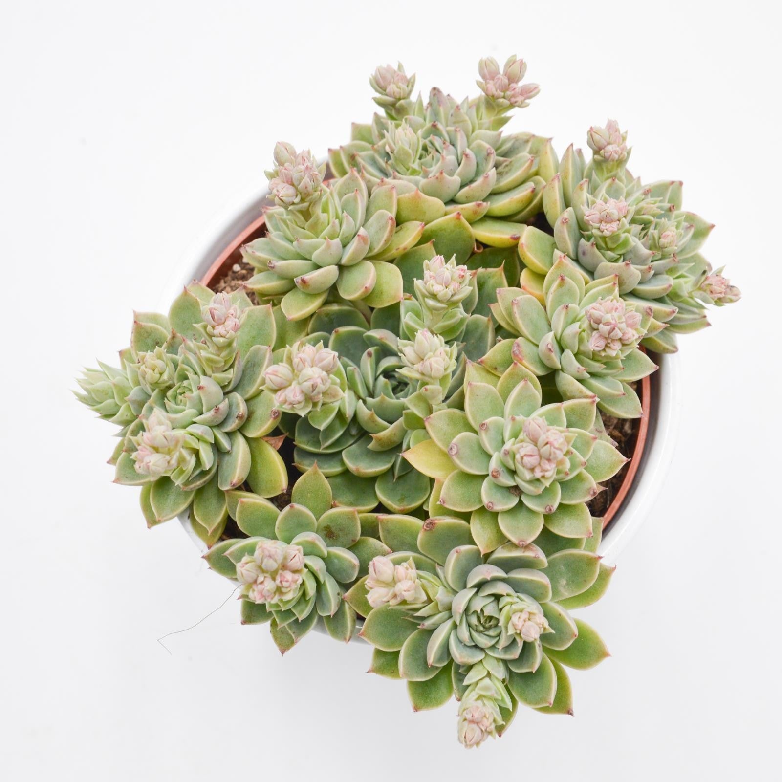 pasiora-graptopetalum-altair-sukkulente-im-12cm-topf image 2