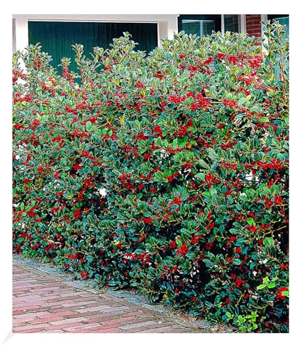 baldur-garten-5er-ilex-hecke-heckenfee-ilex-meserveae-im-9x9-cm-topf image 3