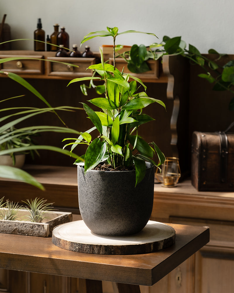 feey-bambus-drachenbaum-dracaena-surculosa-klein image 4