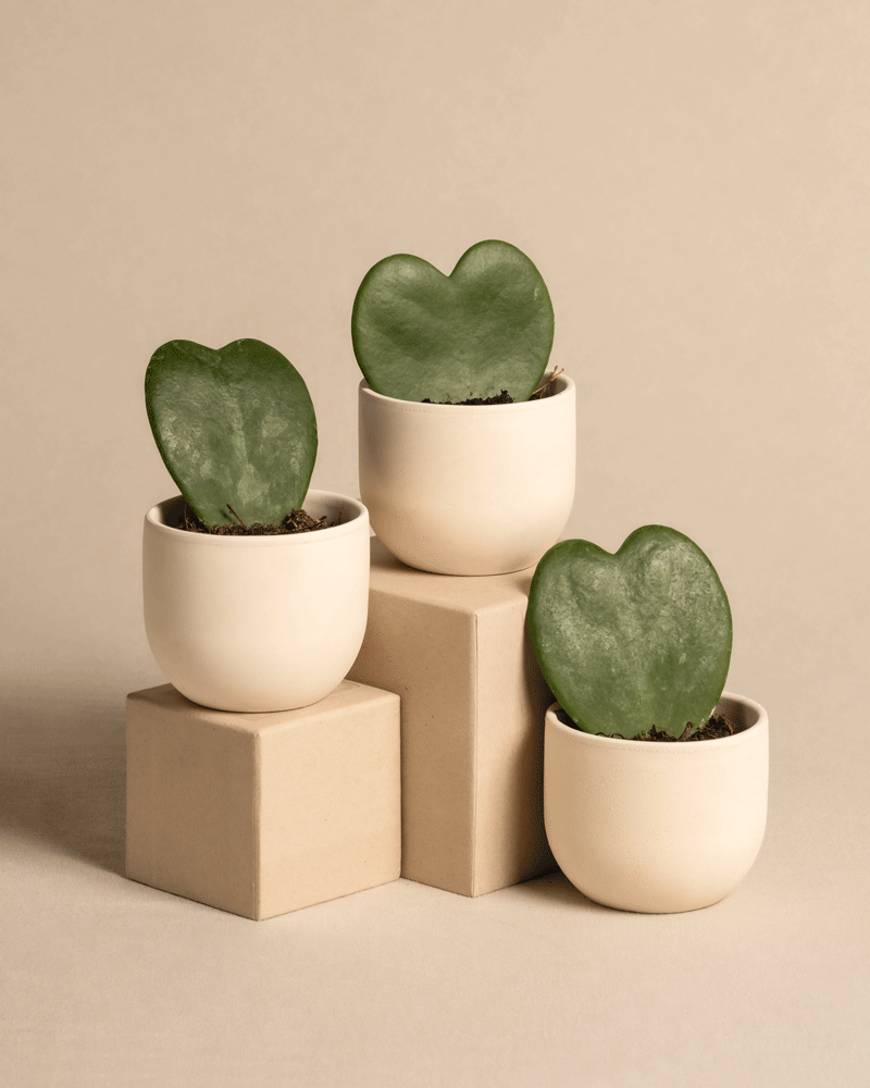 feey-herzblatt-trio-3x-hoya-kerrii-baby-zimmerpflanzen image 6