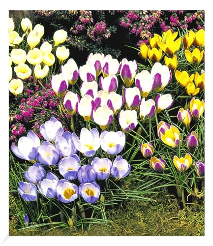baldur-garten-wildkrokus-kollektion-60er-blumenzwiebeln-5-cm-5-sorten image 3