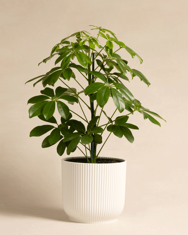 feey-schefflera-arboricola-strahlenaralie-zimmerpflanze-im-16er-topf image 7