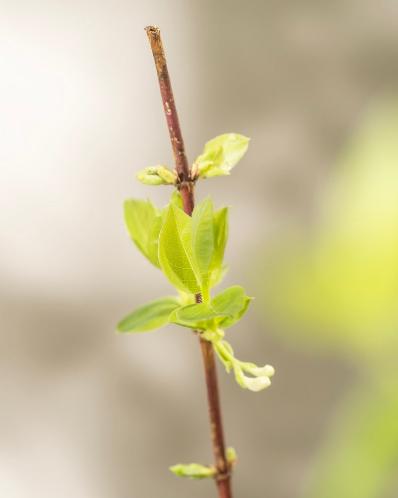 feey-lonicera-purpusii-winterduft-heckenkirsche image 8