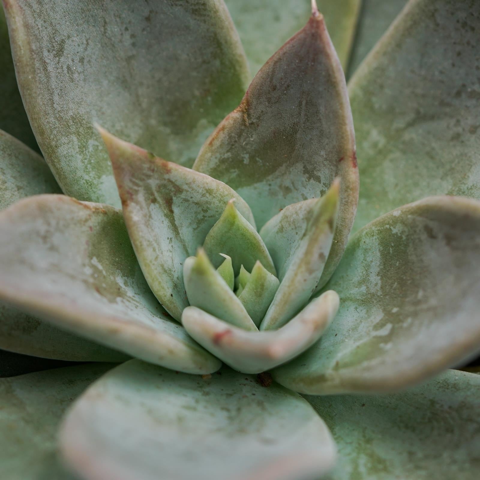 pasiora-echeveria-silver-queen-sukkulente-8-5cm-topf image 1