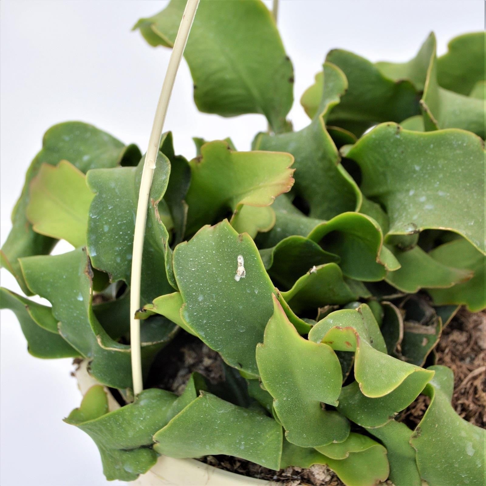pasiora-epiphyllum-guatemalense-f-monstrosa-blattkaktus-in-15cm-ampel image 2