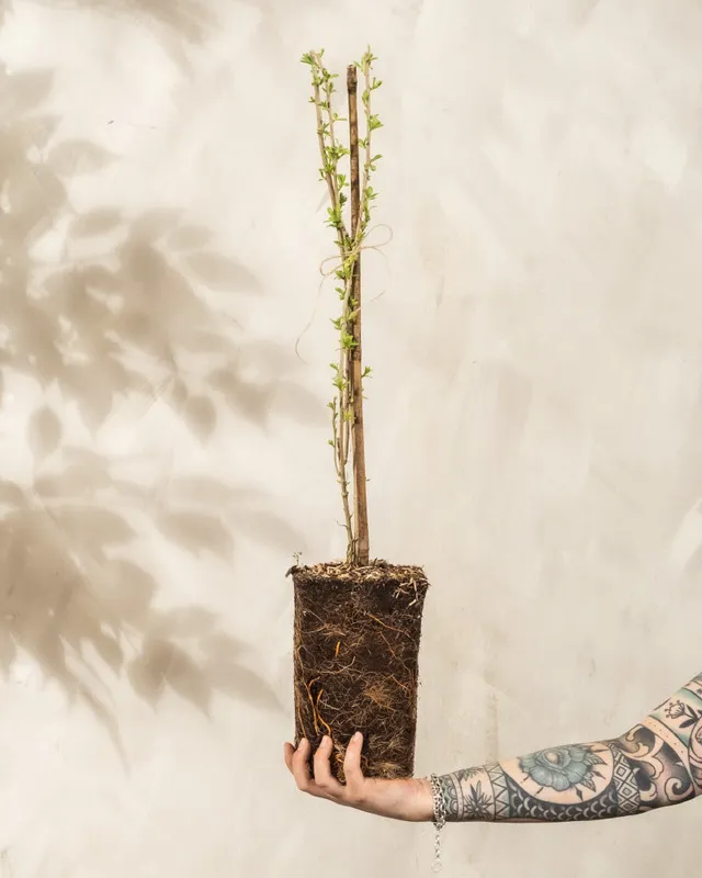 feey-goji-beere-lycium-barbarum-au-enstrauch image 1