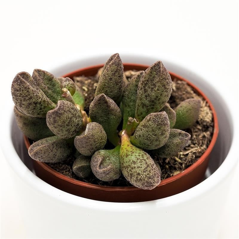 pasiora-adromischus-sp-sukkulente-8-5-cm-topf image 2