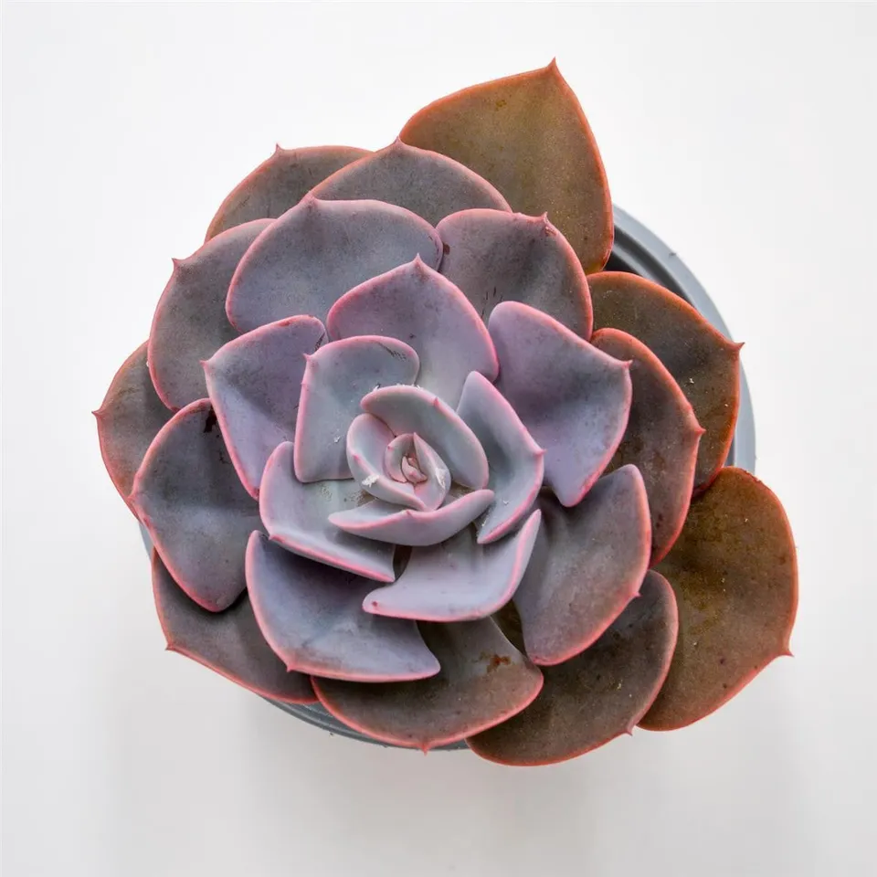 pasiora-echeveria-dusty-rose-rosette-13cm image 1
