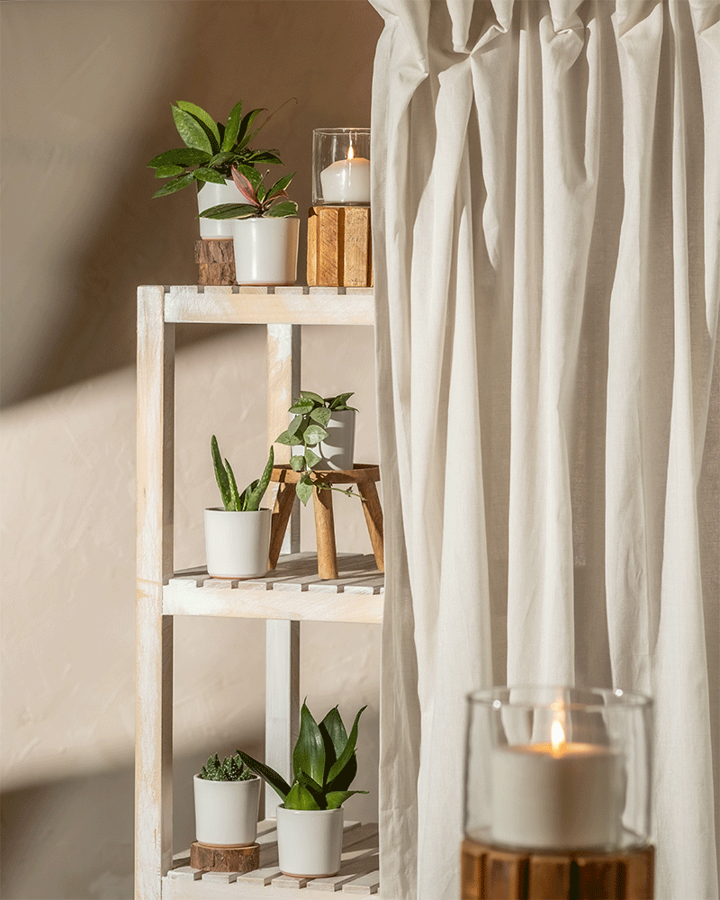 feey-berraschungs-babypflanzen-6er-set-zimmerpflanzen image 8