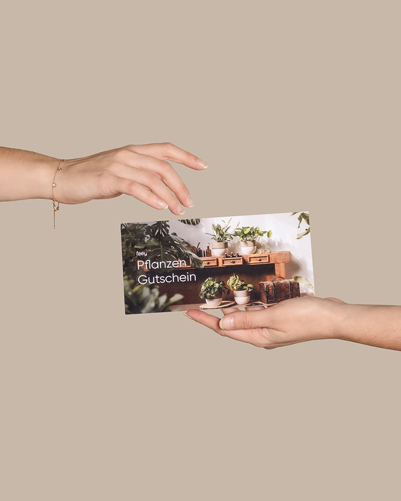 feey-gutschein-physischer-geschenkgutschein-per-briefversand image 8