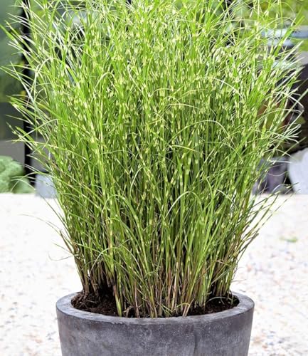 baldur-garten-chinaschilf-zebragras-miscanthus-sinensis-zebrinus-9x9-cm-topf image 5