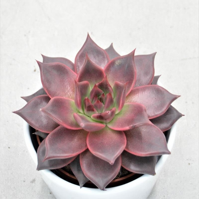 pasiora-echeveria-agavoides-romeo-10-5-cm-topf image 1