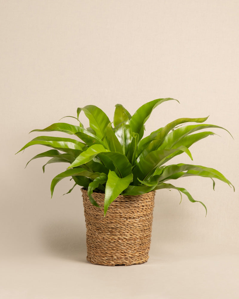 feey-nestfarn-zimmerpflanze-asplenium-nidus-mittel image 7