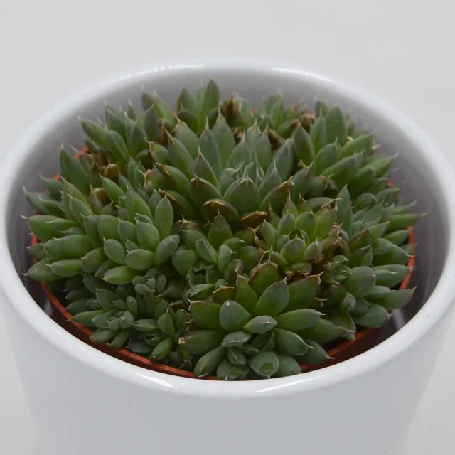 pasiora-echeveria-setosa-var-minor-f-cristata-cristata-sukkulente-5-5cm image 1