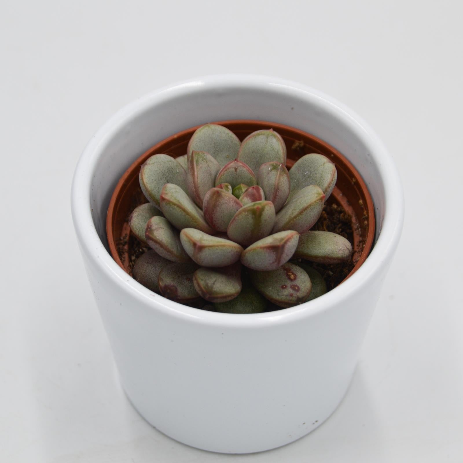 pasiora-x-graptoveria-amethorum-sukkulente-6cm-topf image 2