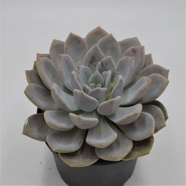 pasiora-x-graptoveria-opalina-sukkulente-im-15cm-topf image 1