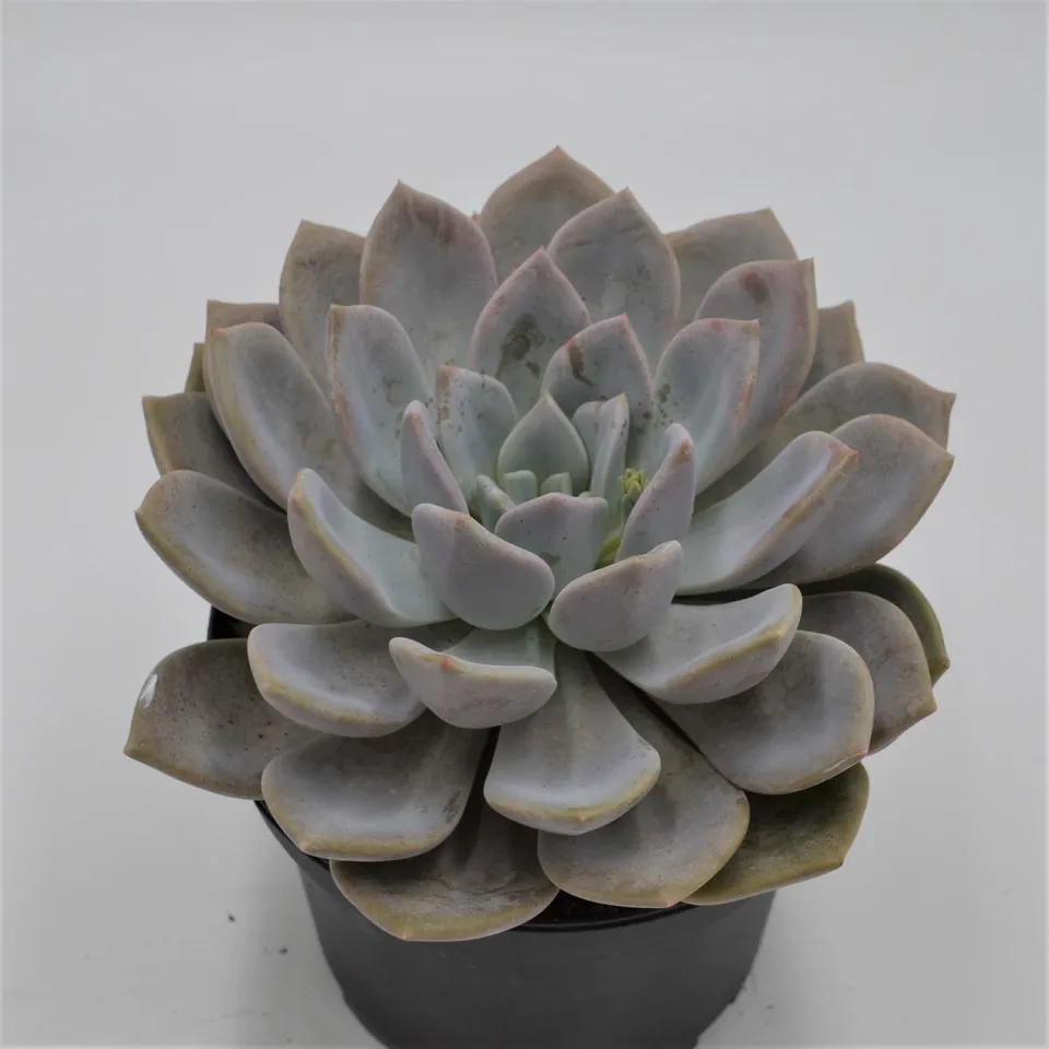 pasiora-x-graptoveria-opalina-sukkulente-im-15cm-topf image 1