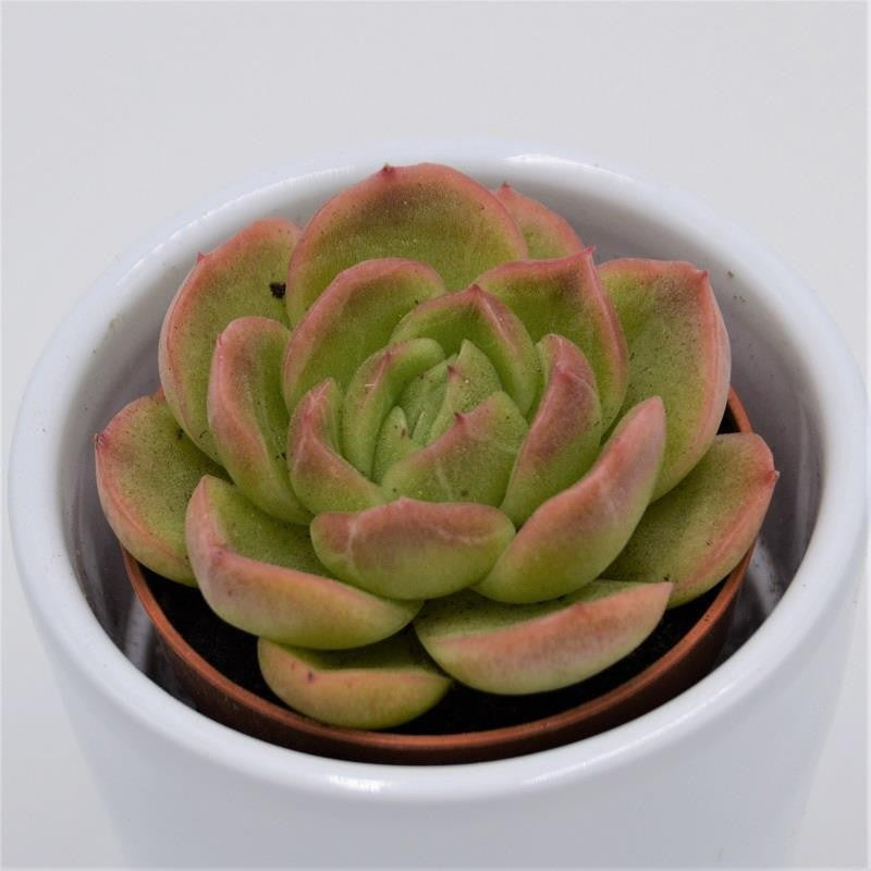pasiora-echeveria-gilva-sukkulente-5-5cm-topf image 1