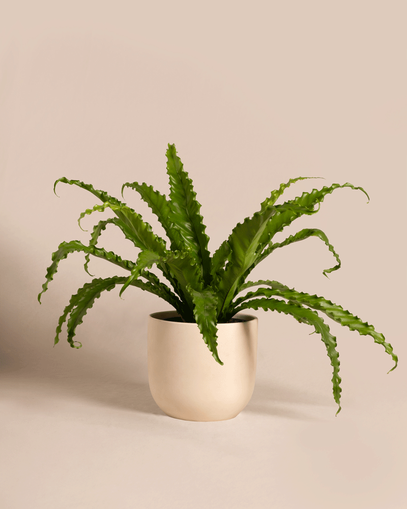 feey-gewellter-nestfarn-asplenium-nidus-zimmerpflanze-mittel image 6
