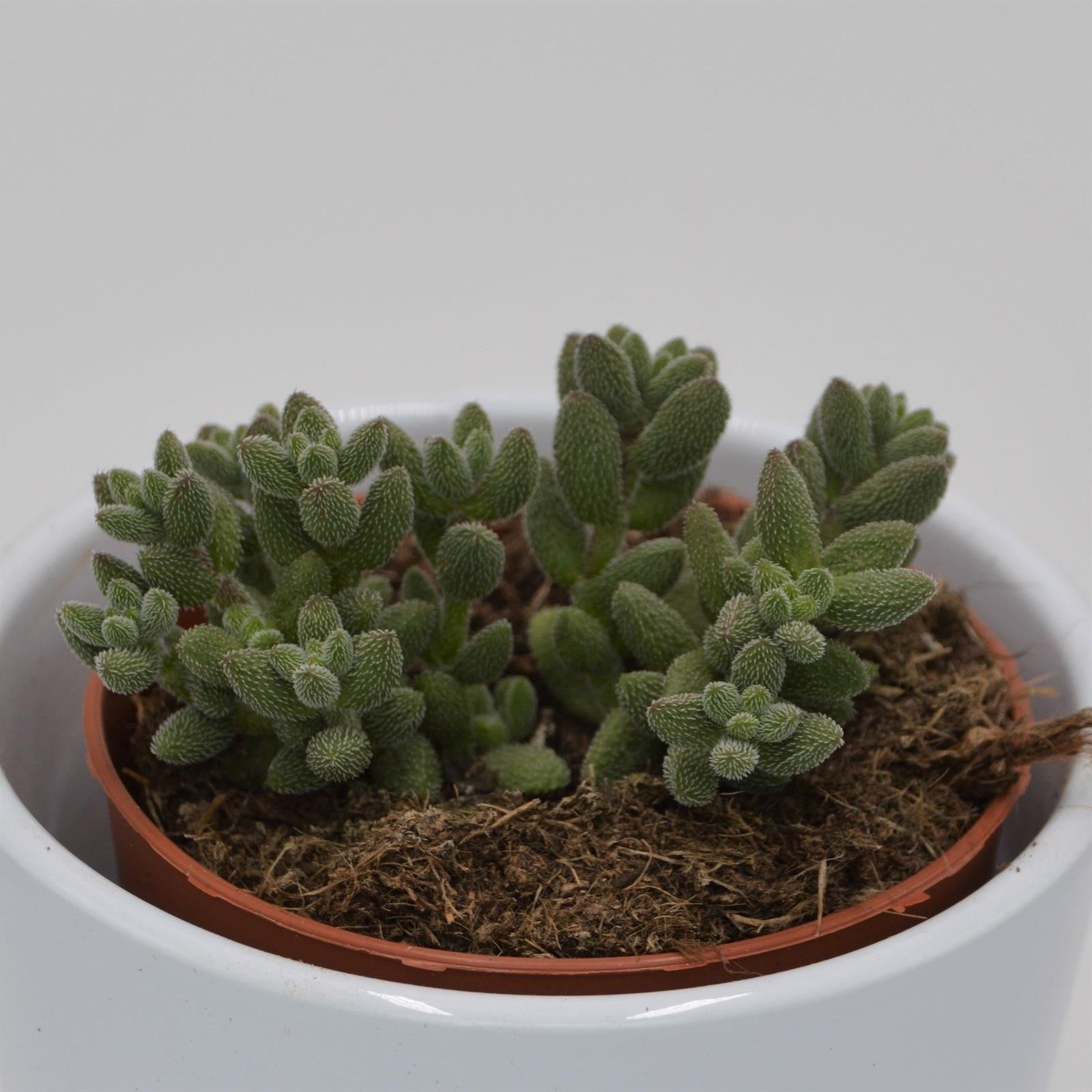 pasiora-crassula-mesembryanthemoides-subsp-hispida-sukkulente-8-5cm image 1