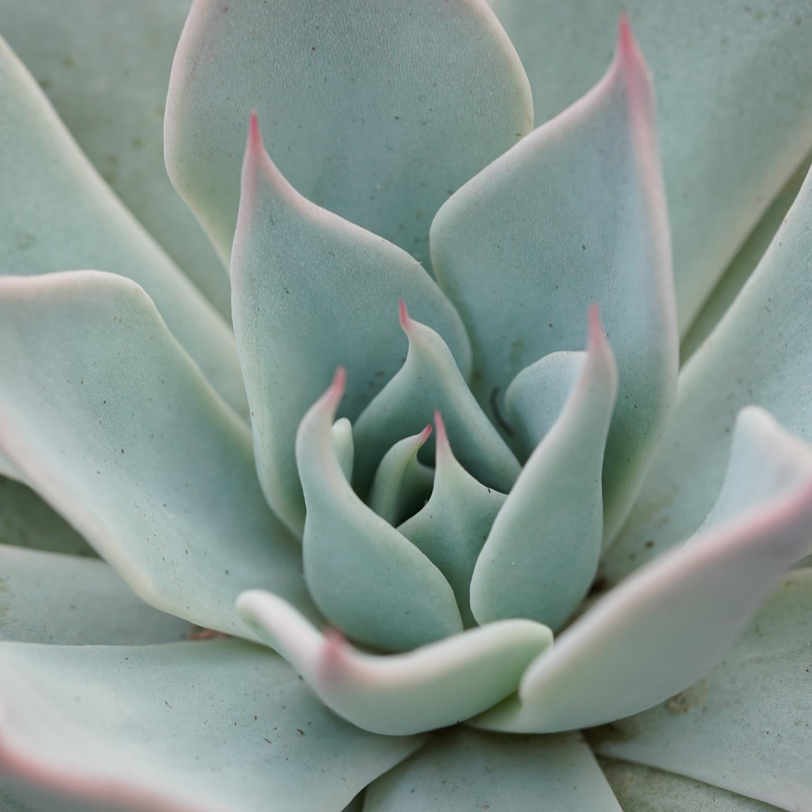 pasiora-echeveria-aquila-sukkulente-10-5-cm-topf image 3