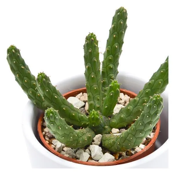 pasiora-euphorbia-inermis-5-5-cm-sukkulente image 1
