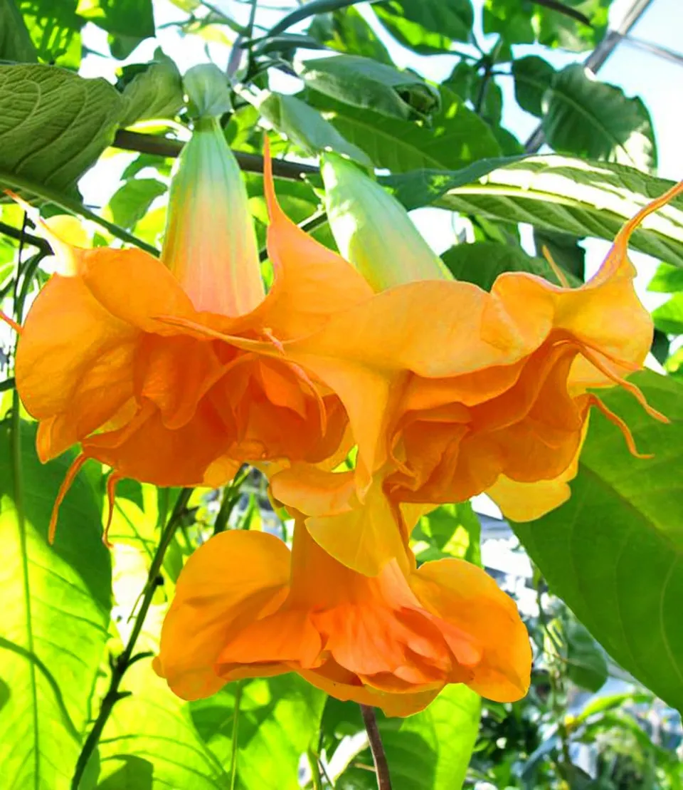 baldur-garten-engelstrompete-sunexplosion-1-pflanze image 1