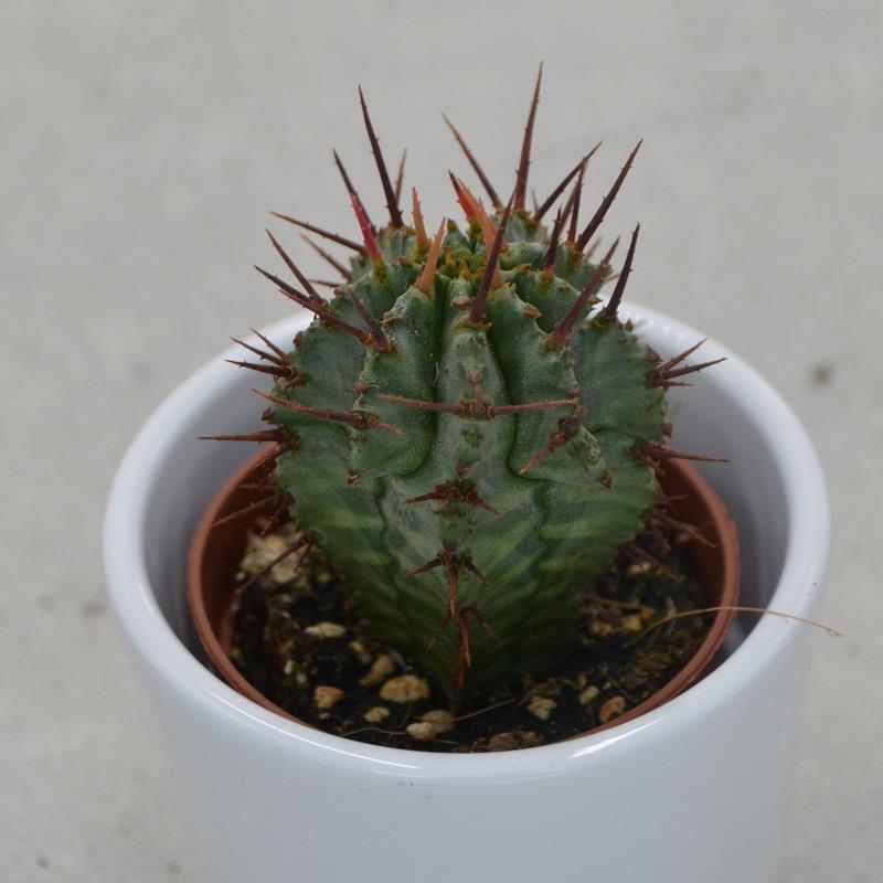 pasiora-euphorbia-horrida-sukkulente-5-5cm-topf image 1