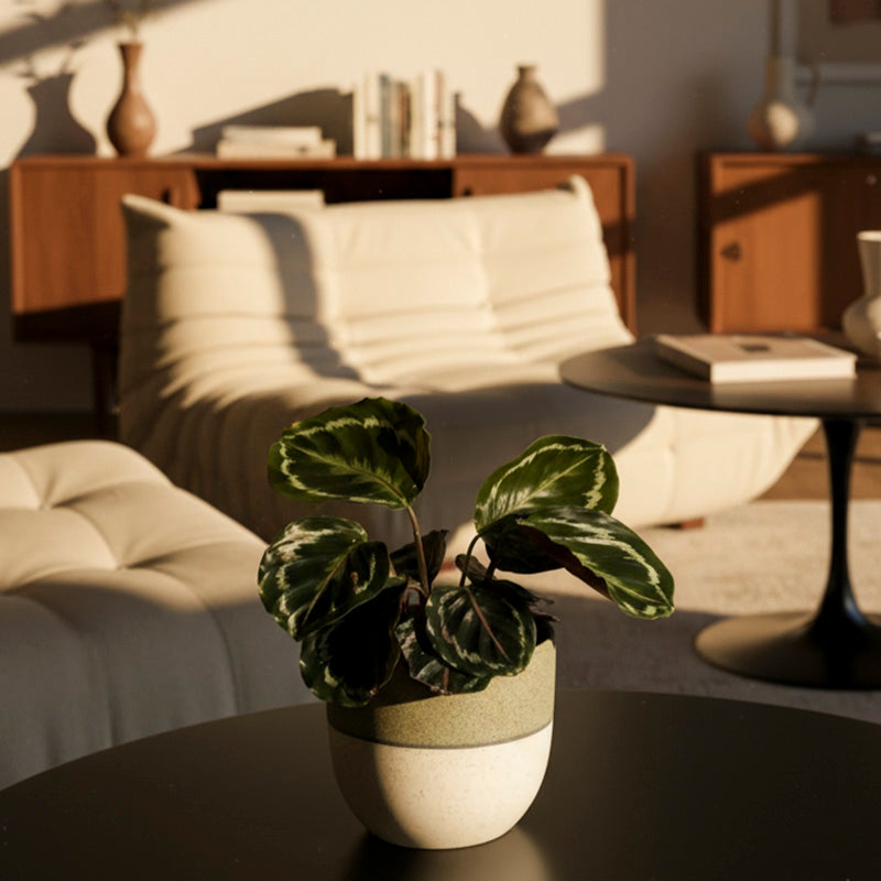 feey-calathea-roseopicta-klein-korbmarante image 4