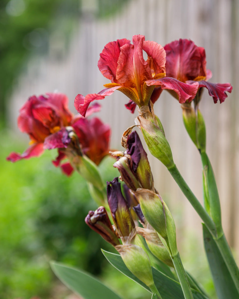 feey-iris-germanica-red-z-rote-schwertlilie-rhizome image 2