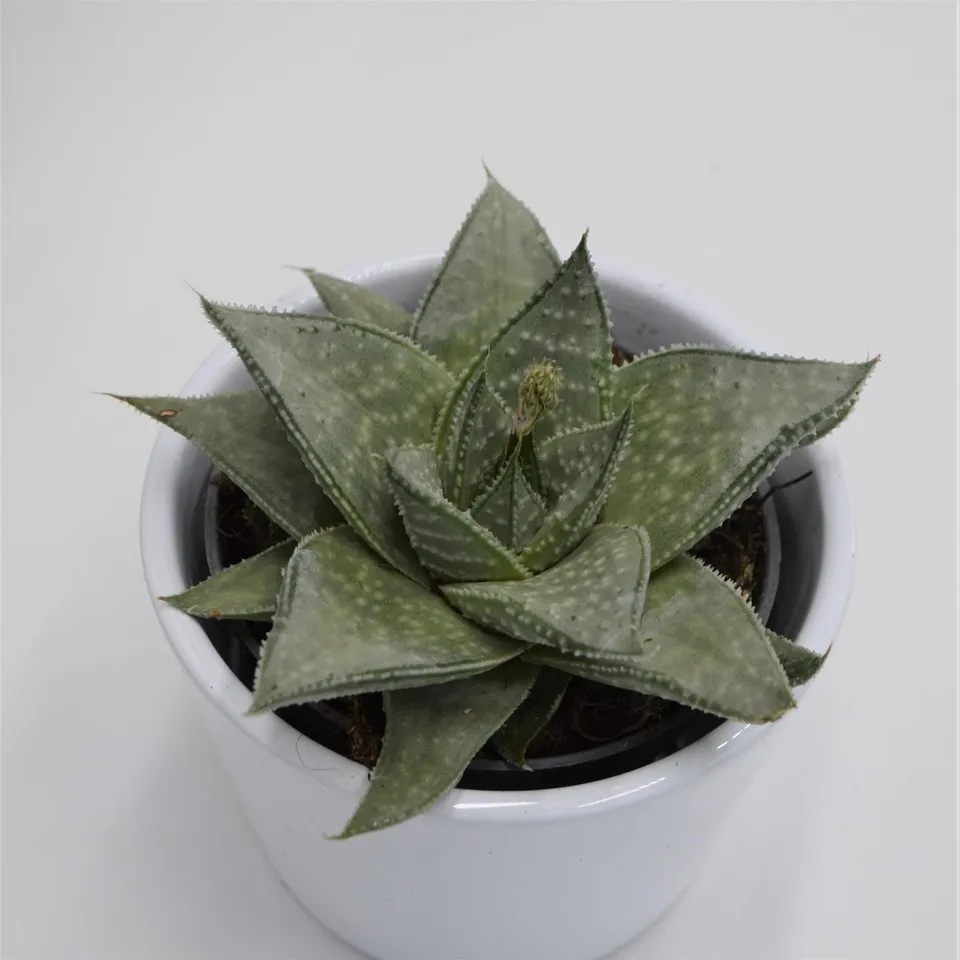 pasiora-aloe-wonder-sukkulente-8-5-cm-topf image 1