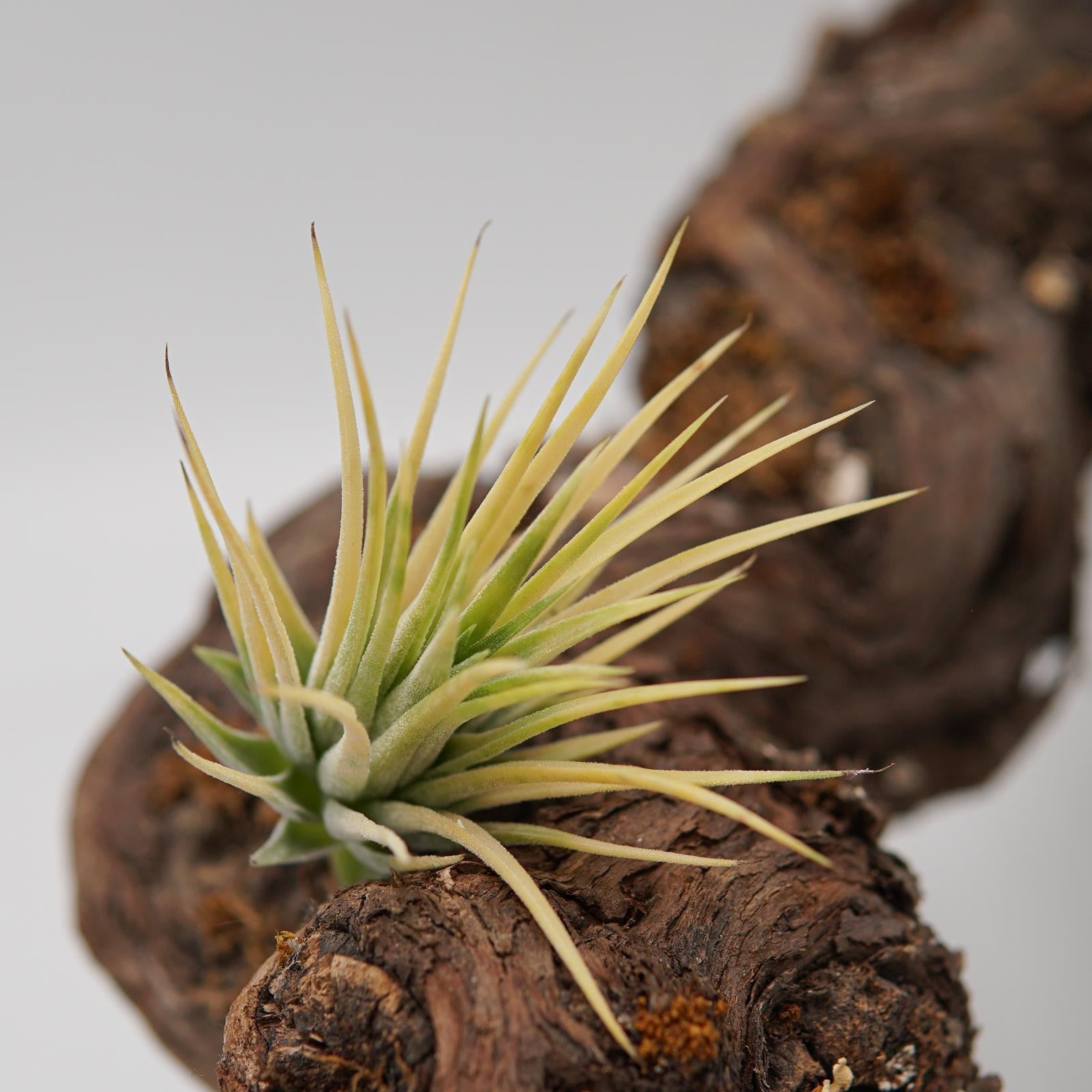 pasiora-tillandsia-ionantha-druid-luftpflanze image 4