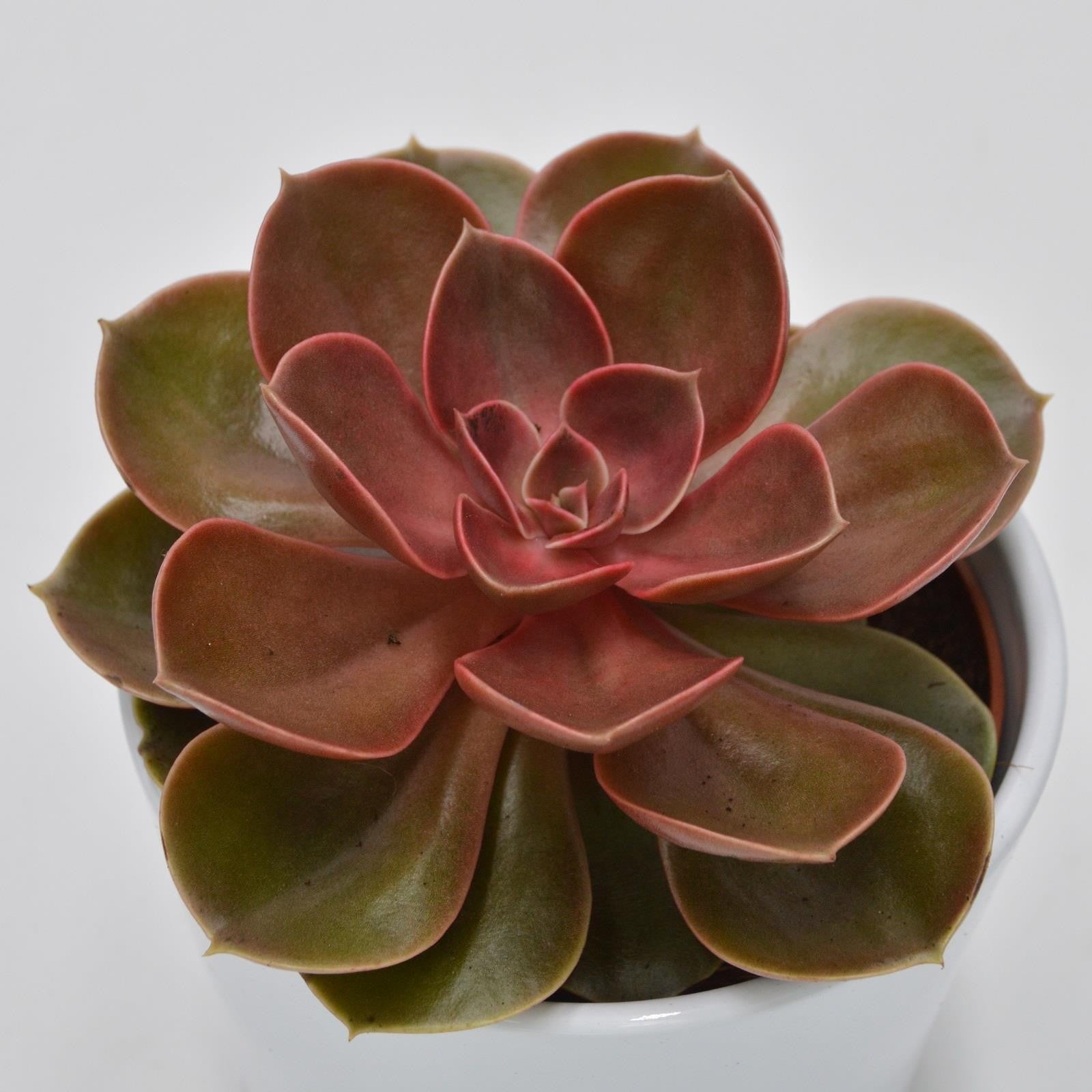pasiora-echeveria-magic-pearl-10-5cm-schimmernde-rosette image 2