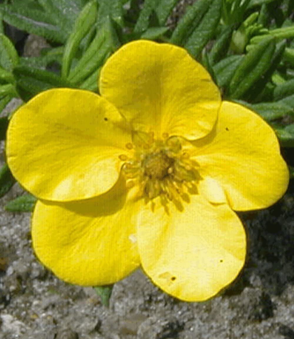 baldur-garten-fingerstrauch-goldfinger-9x9-cm-topf image 4