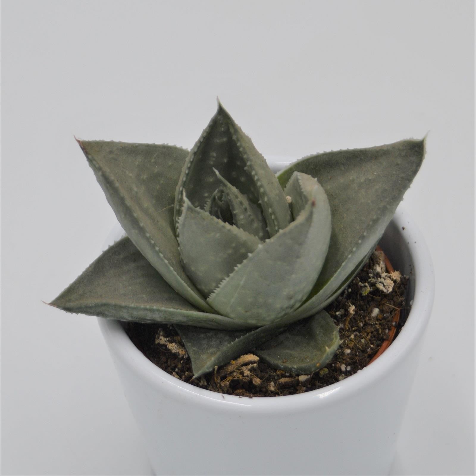 pasiora-haworthia-savanna-sukkulente-6cm image 1