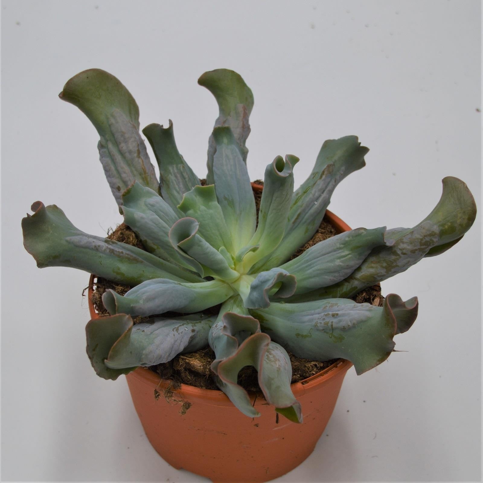 pasiora-echeveria-culibra-sukkulente-17cm-hybrid-rosette image 1