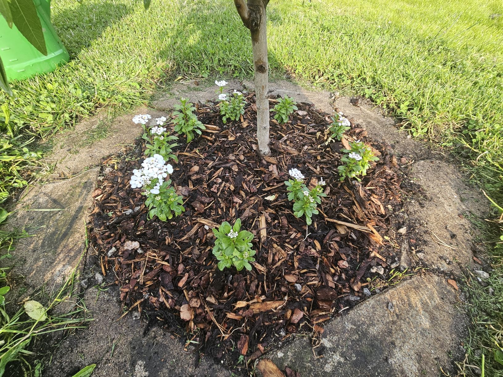 Blütenmeer im Frühjahr