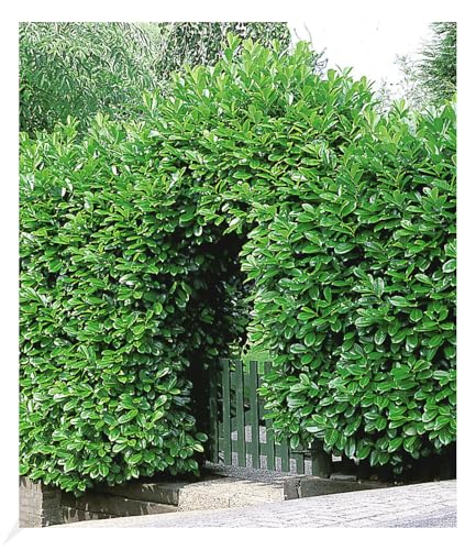 baldur-garten-kirschlorbeer-hecke-10er-set-im-9x9-cm-topf image 3