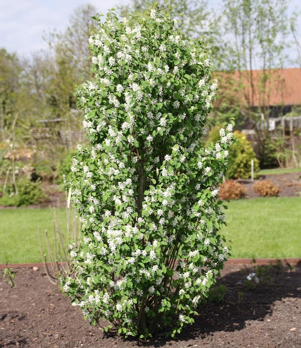 baldur-garten-felsenbirne-amelanchier-obelisk-s-ulen-obstpflanze-im-3-liter-topf image 1