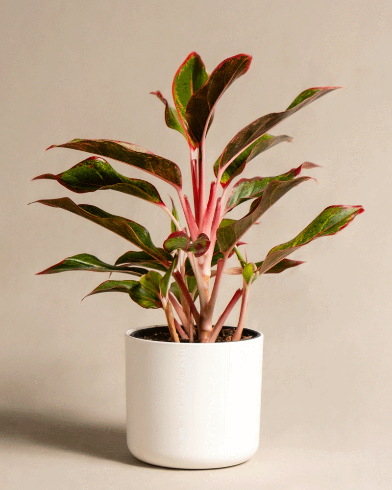 feey-aglaonema-jungle-red-kolbenfaden-mit-roten-bl-ttern-klein image 8