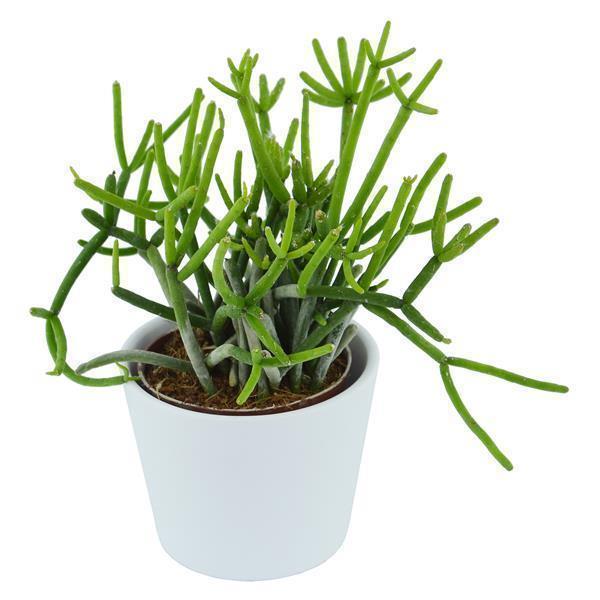 pasiora-rhipsalis-teres-f-heteroclada-korallenkaktus-6cm image 3